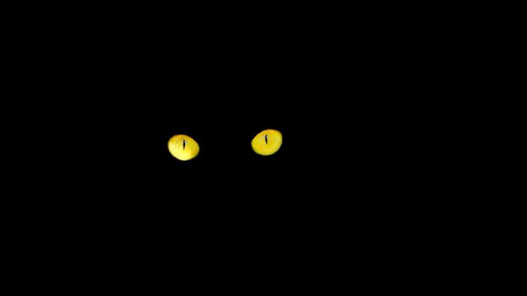 Oplichtende gele kattenogen in het donker