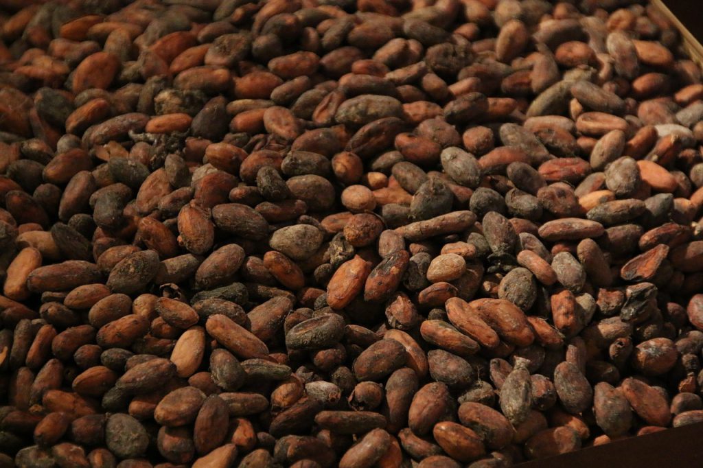 Heel veel cacaobonen om chocolade van te maken