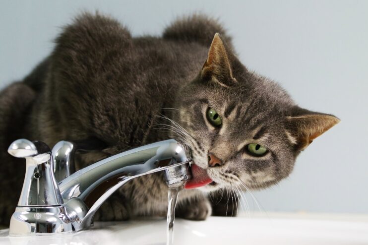 Een kat drinkt kraanwater uit de kraan