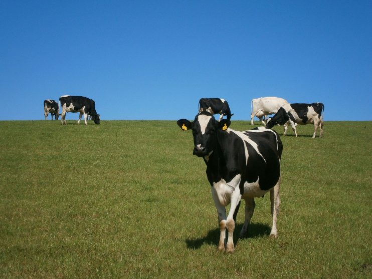 koeien vee kringlooplandbouw
