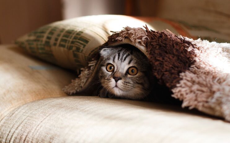 Poes ligt onder een deken en alleen zijn hoofd kijkt verschrikt op. Afbeelding van StockSnap via Pixabay.