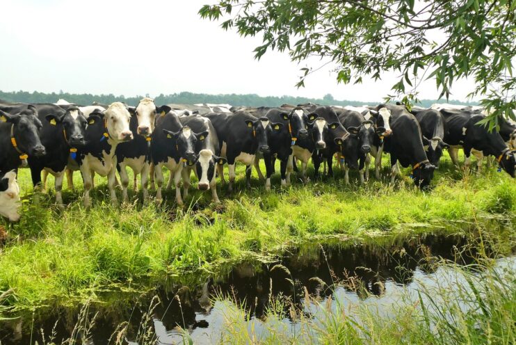 Veel koeien staan op een rij in een weiland naast een sloot
