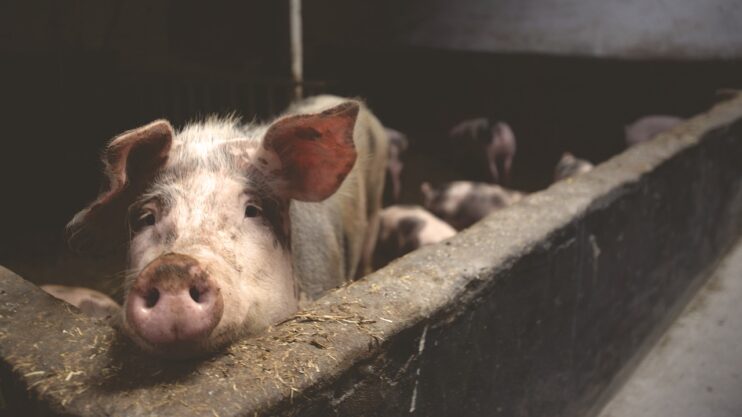 Een varken kijkt over de rand van een hok waarin nog meer varkens liggen